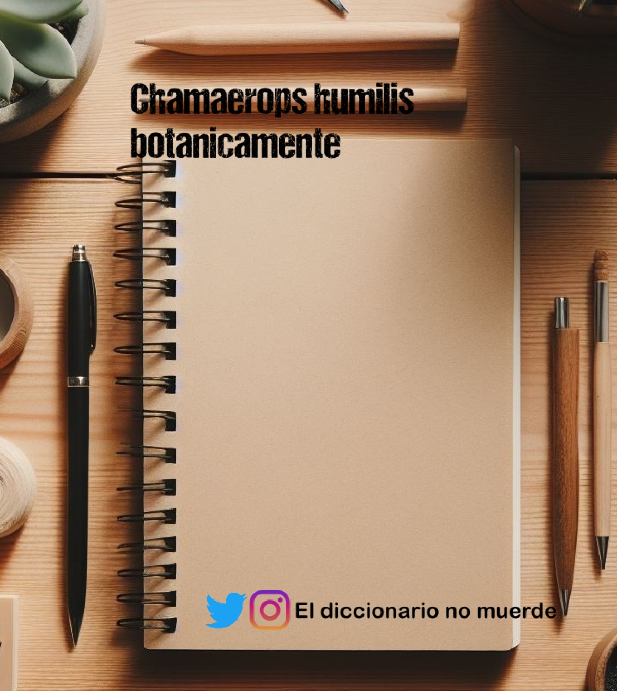 Chamaerops humilis botanicamente