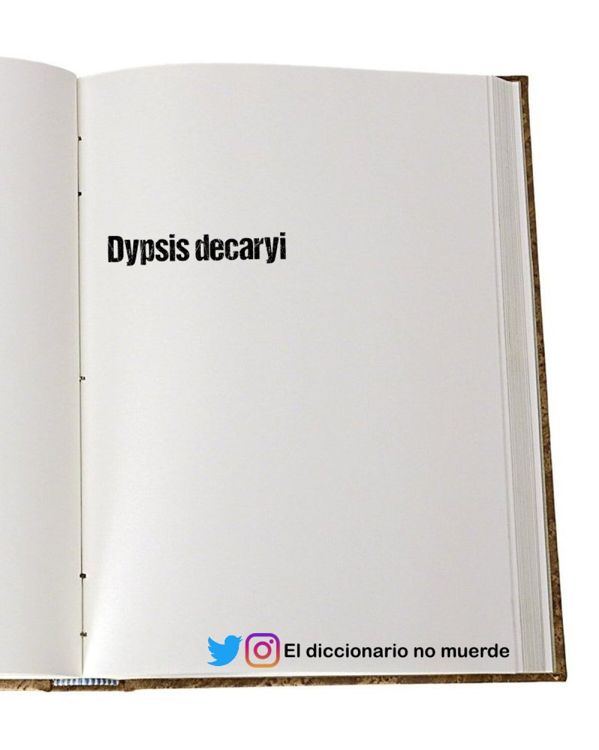 Dypsis decaryi