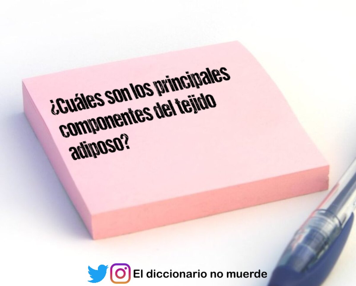 ¿Cuáles son los principales componentes del tejido adiposo?