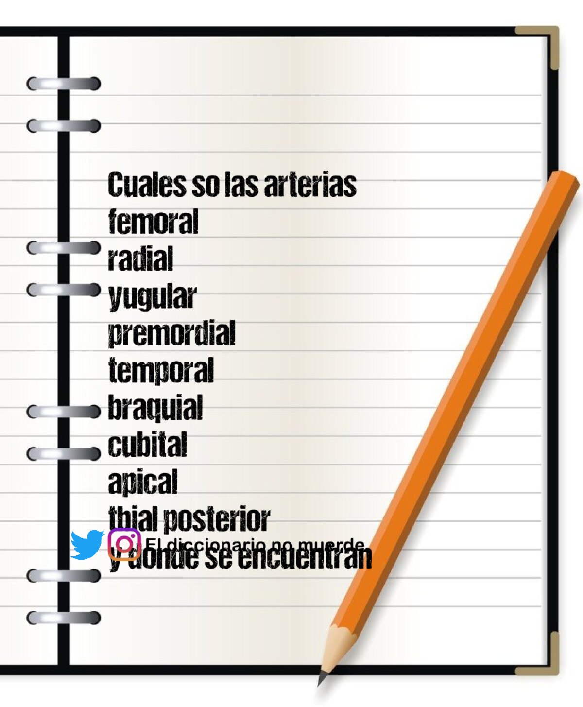 Cuales so las arterias 
femoral 
radial
yugular
premordial
temporal 
braquial
cubital
apical
tbial posterior
y donde se encuentran