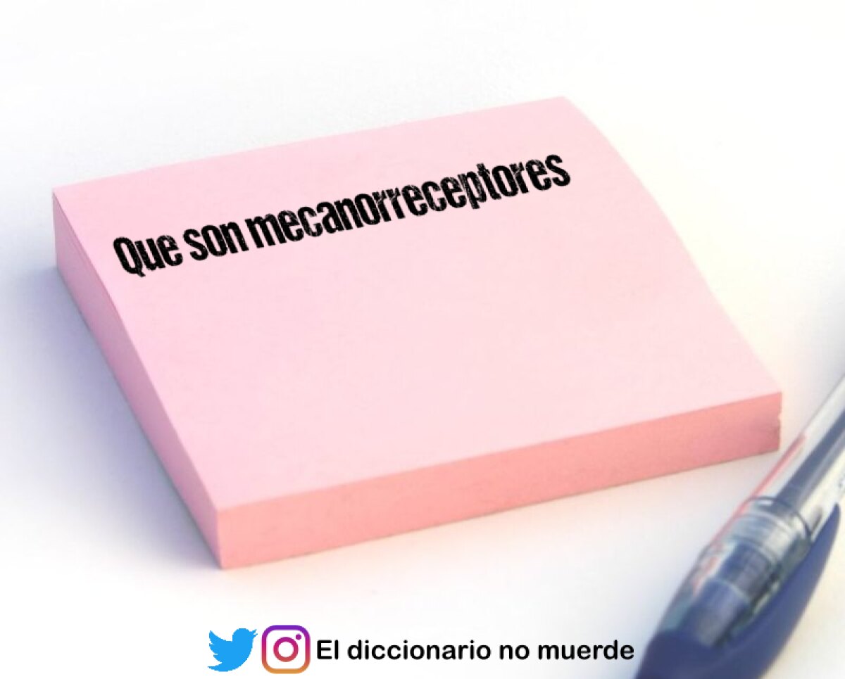 Que son mecanorreceptores