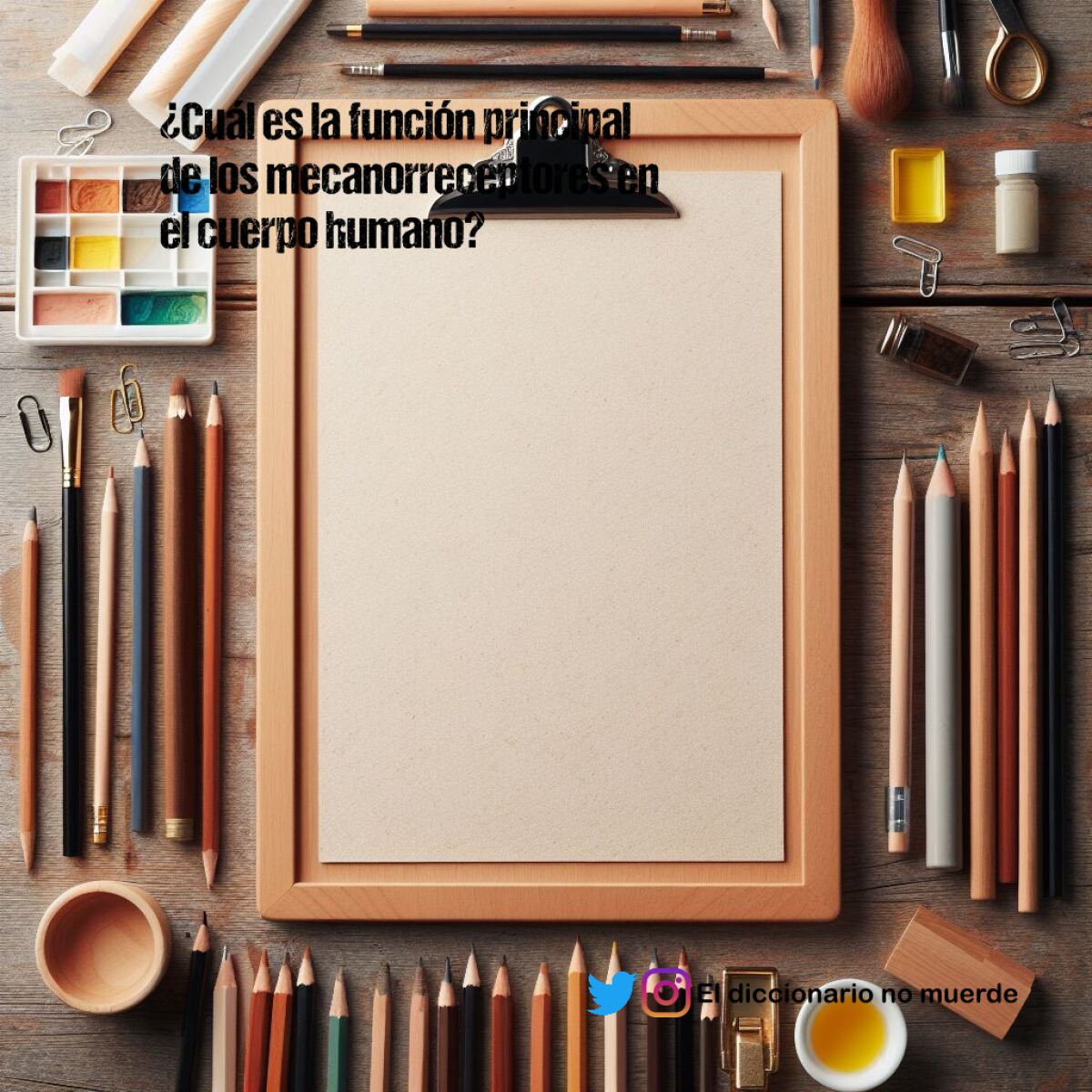 ¿Cuál es la función principal de los mecanorreceptores en el cuerpo humano?