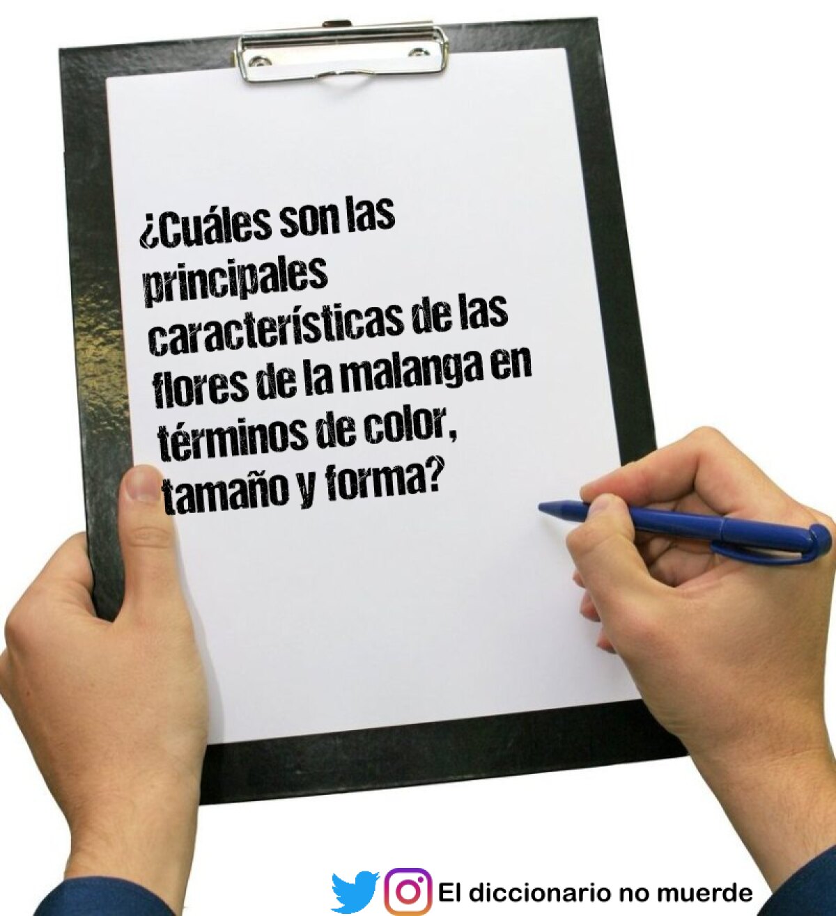 ¿Cuáles son las principales características de las flores de la malanga en términos de color, tamaño y forma?