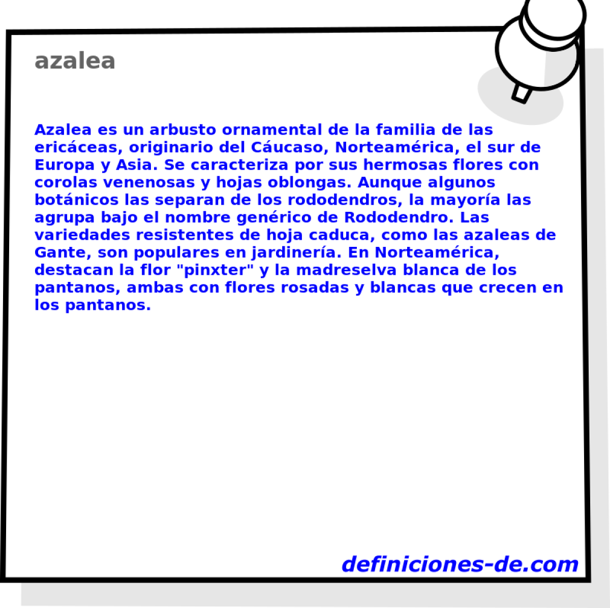 azalea 