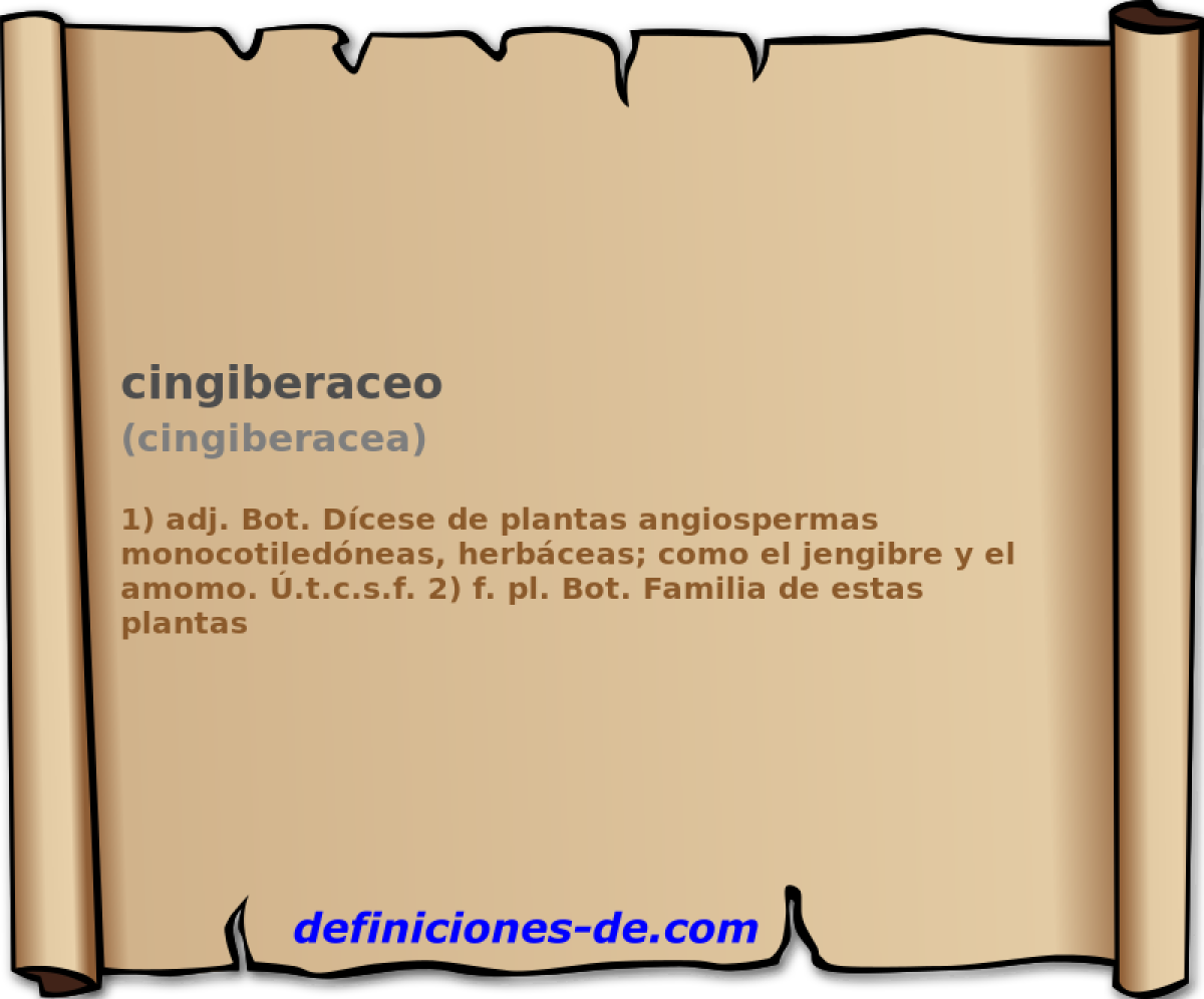 cingiberaceo (cingiberacea)