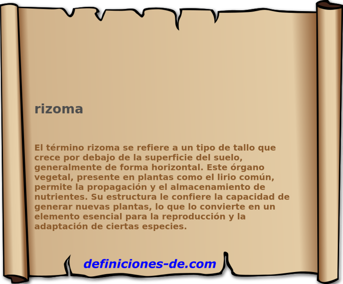 rizoma 