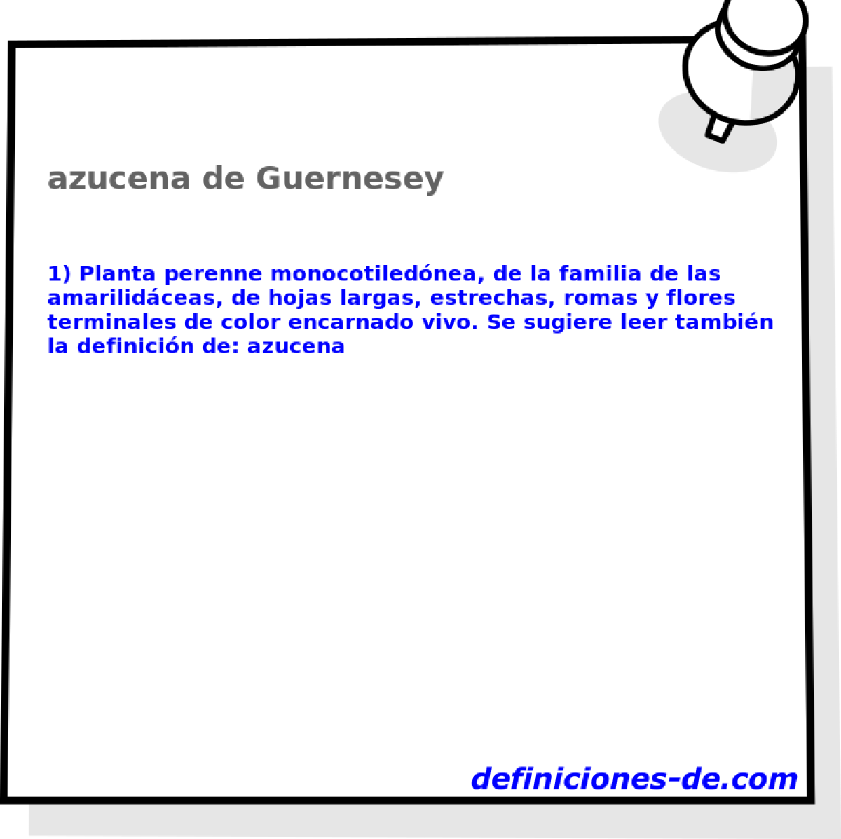 azucena de Guernesey 