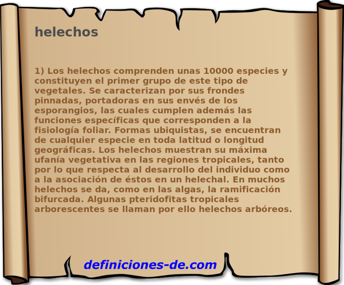 helechos 