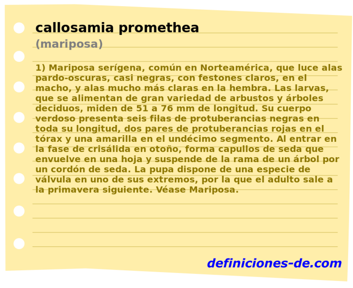 callosamia promethea (mariposa)