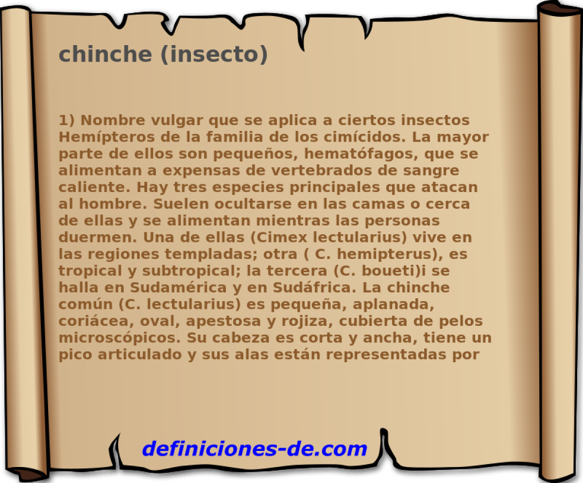 chinche (insecto) 