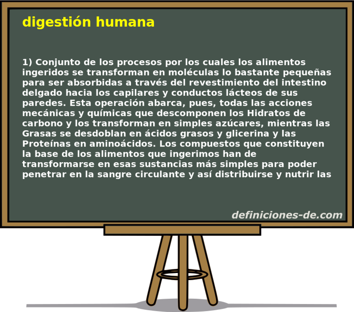 digestin humana 