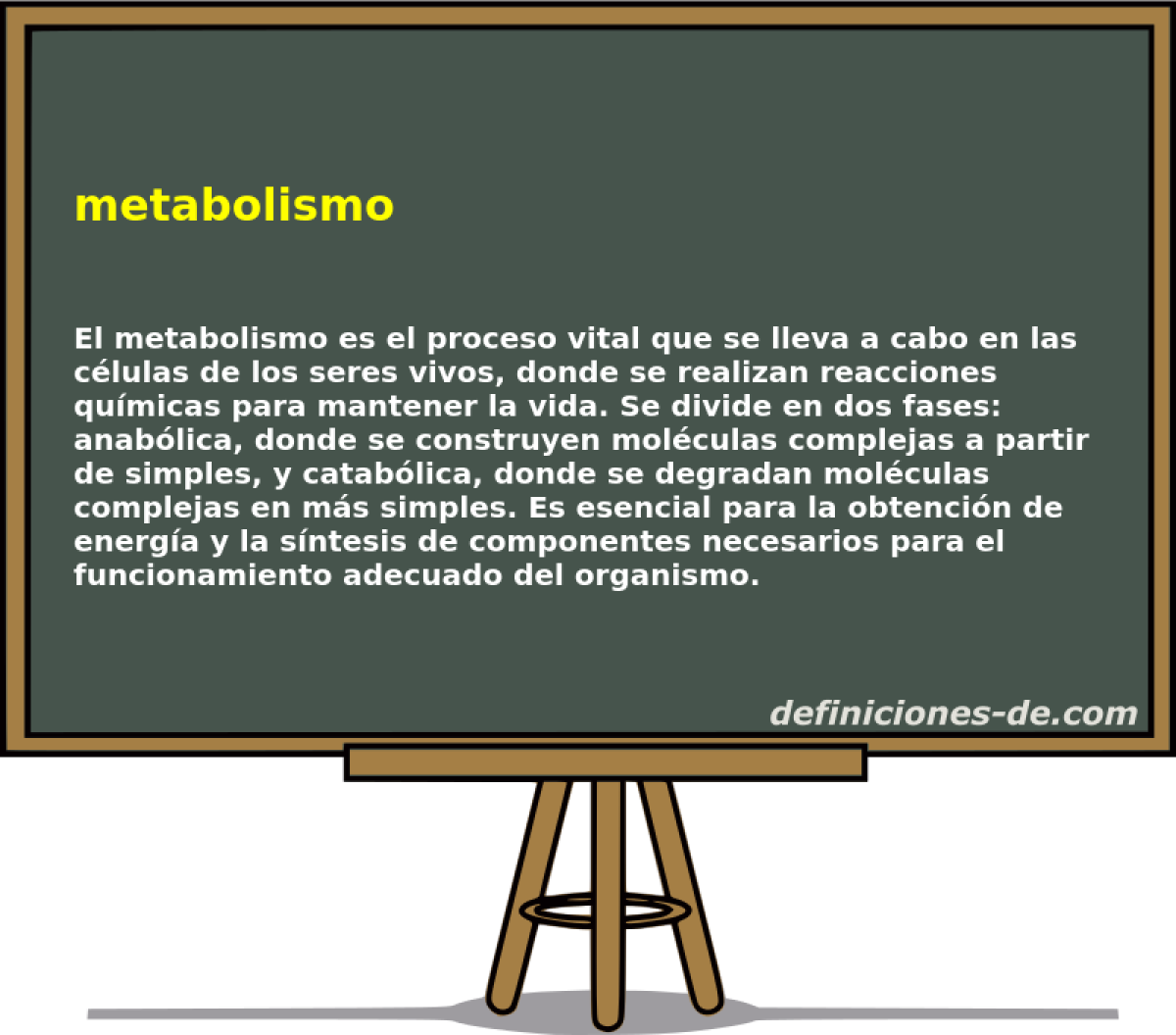 metabolismo 