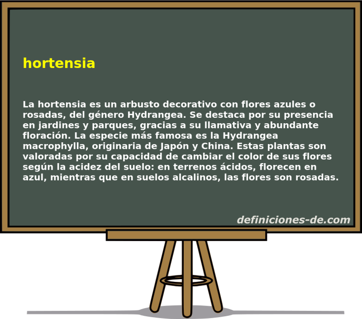 hortensia 