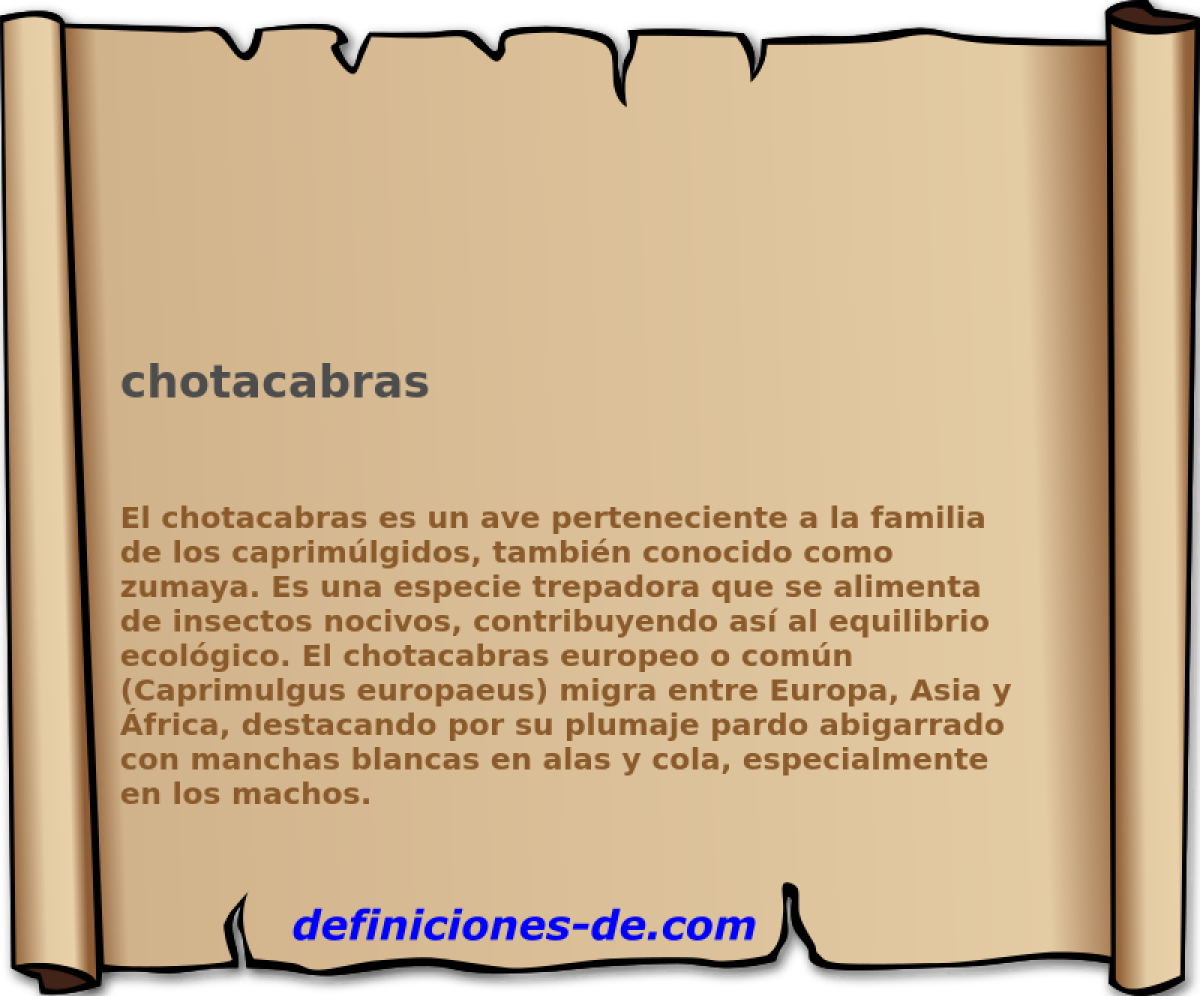 chotacabras 