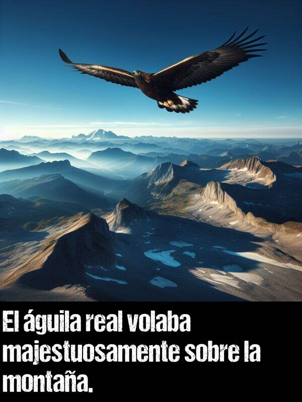 guila: El guila real volaba majestuosamente sobre la montaa.