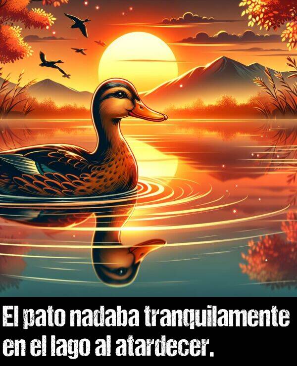 lago: El pato nadaba tranquilamente en el lago al atardecer.