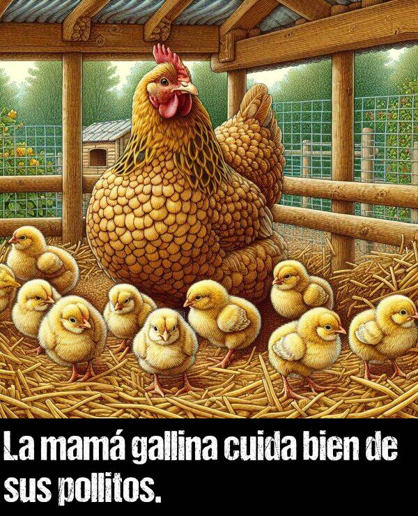 gallina: La mam gallina cuida bien de sus pollitos.