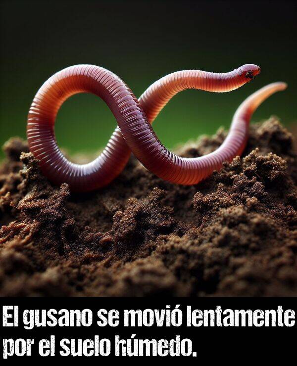 lentamente: El gusano se movi lentamente por el suelo hmedo.