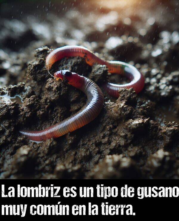 tierra: La lombriz es un tipo de gusano muy comn en la tierra.