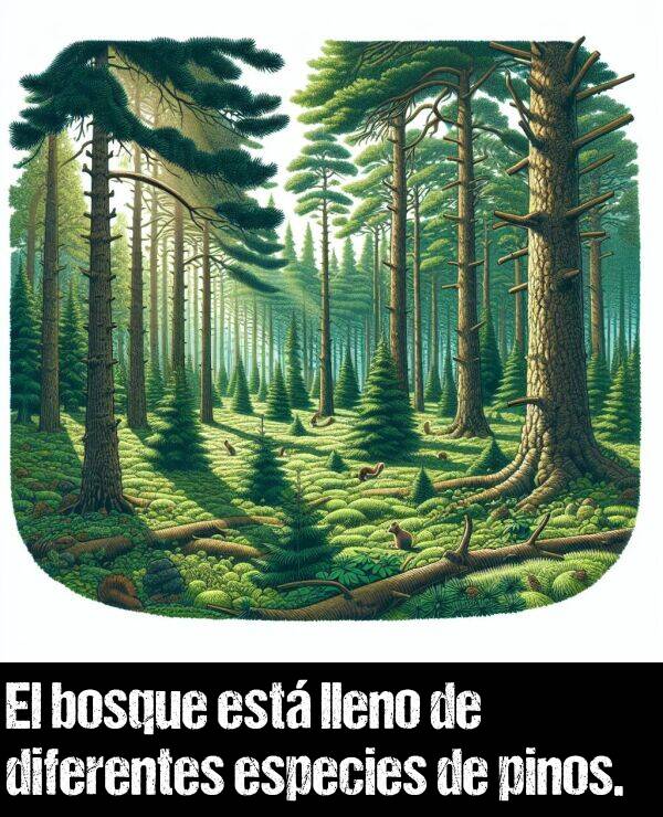 bosque: El bosque est lleno de diferentes especies de pinos.