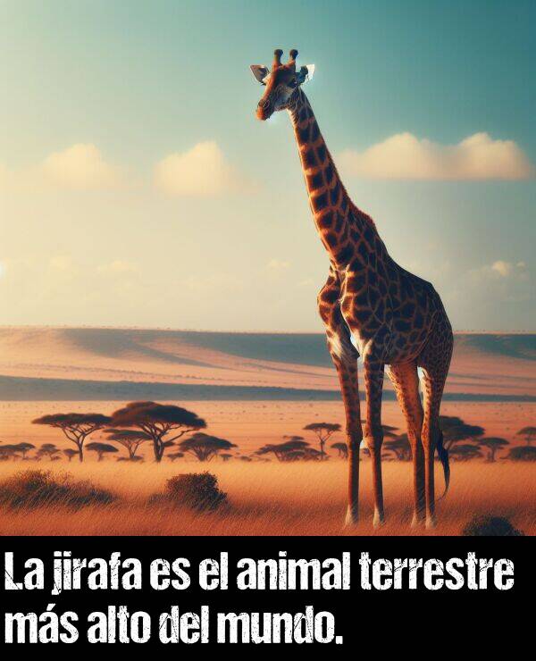 animal: La jirafa es el animal terrestre ms alto del mundo.
