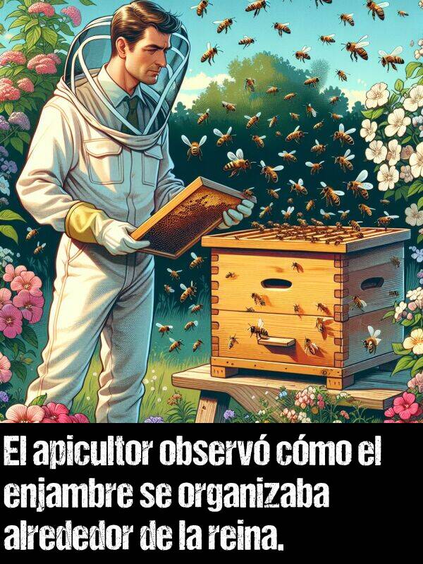 enjambre: El apicultor observ cmo el enjambre se organizaba alrededor de la reina.