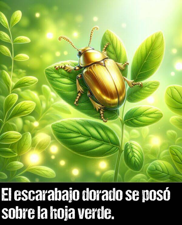 dorado: El escarabajo dorado se pos sobre la hoja verde.