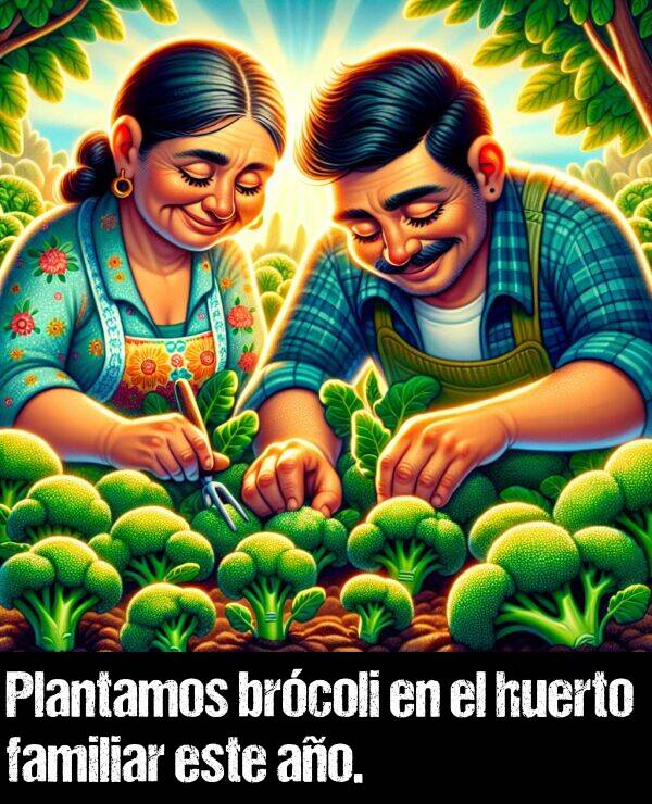 brcoli: Plantamos brcoli en el huerto familiar este ao.