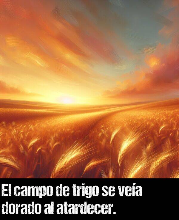 dorado: El campo de trigo se vea dorado al atardecer.