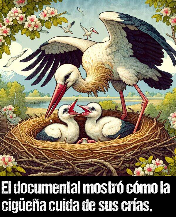 documental: El documental mostr cmo la cigea cuida de sus cras.
