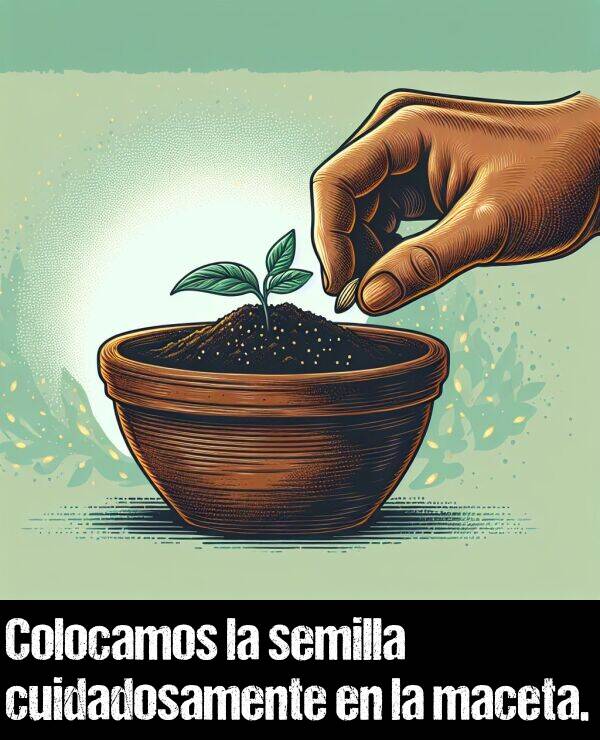 maceta: Colocamos la semilla cuidadosamente en la maceta.