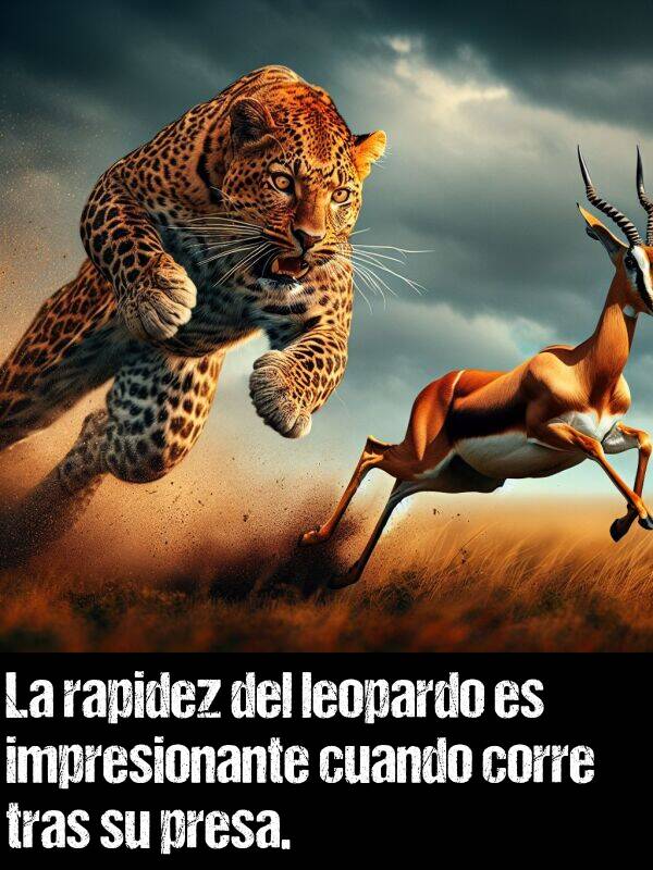 rapidez: La rapidez del leopardo es impresionante cuando corre tras su presa.