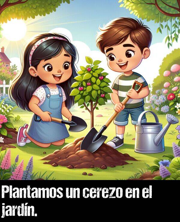 cerezo: Plantamos un cerezo en el jardín.