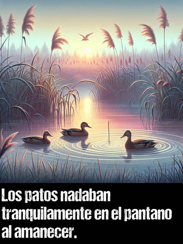 amanecer: Los patos nadaban tranquilamente en el pantano al amanecer.