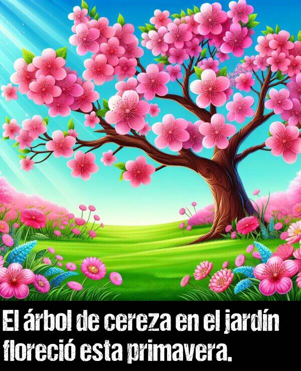 cereza: El rbol de cereza en el jardn floreci esta primavera.
