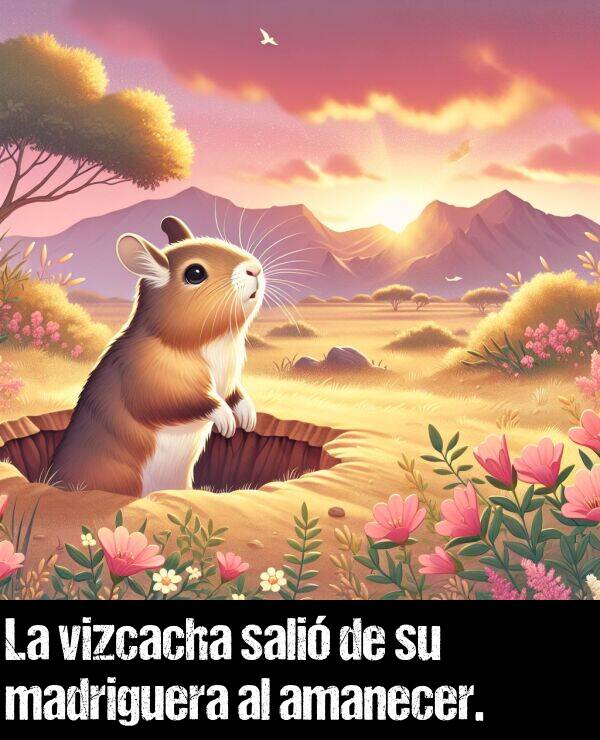 salió: La vizcacha salió de su madriguera al amanecer.