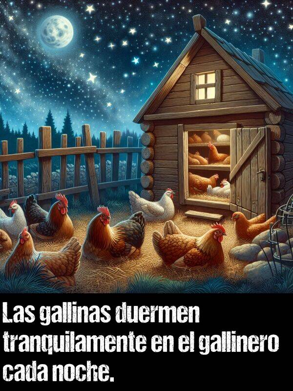 gallinero: Las gallinas duermen tranquilamente en el gallinero cada noche.