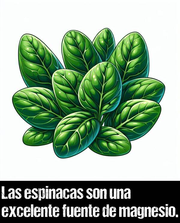 excelente: Las espinacas son una excelente fuente de magnesio.
