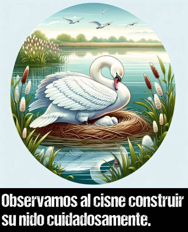 cuidadosamente: Observamos al cisne construir su nido cuidadosamente.