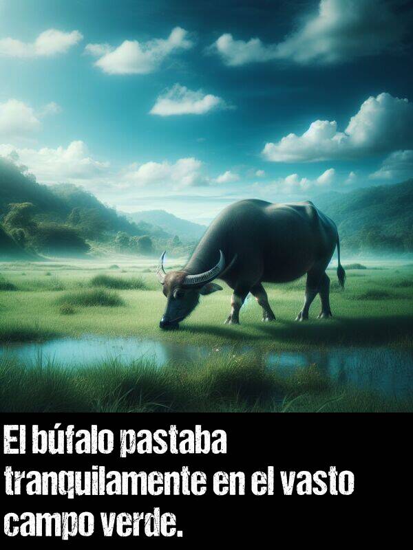 bfalo: El bfalo pastaba tranquilamente en el vasto campo verde.