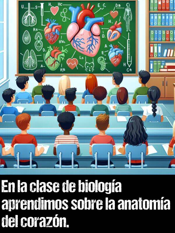 anatoma: En la clase de biologa aprendimos sobre la anatoma del corazn.