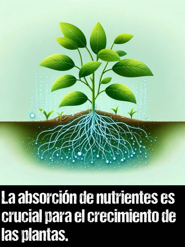 crecimiento: La absorcin de nutrientes es crucial para el crecimiento de las plantas.