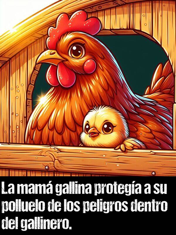 gallinero: La mam gallina protega a su polluelo de los peligros dentro del gallinero.