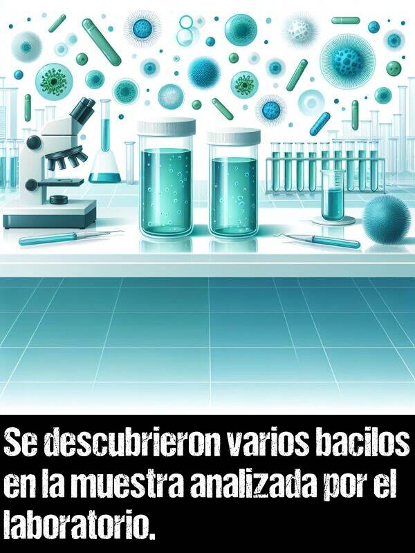 laboratorio: Se descubrieron varios bacilos en la muestra analizada por el laboratorio.