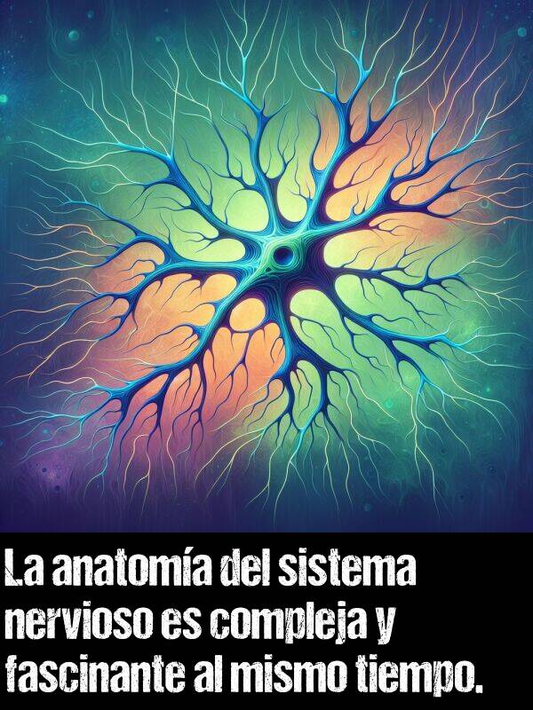 anatoma: La anatoma del sistema nervioso es compleja y fascinante al mismo tiempo.