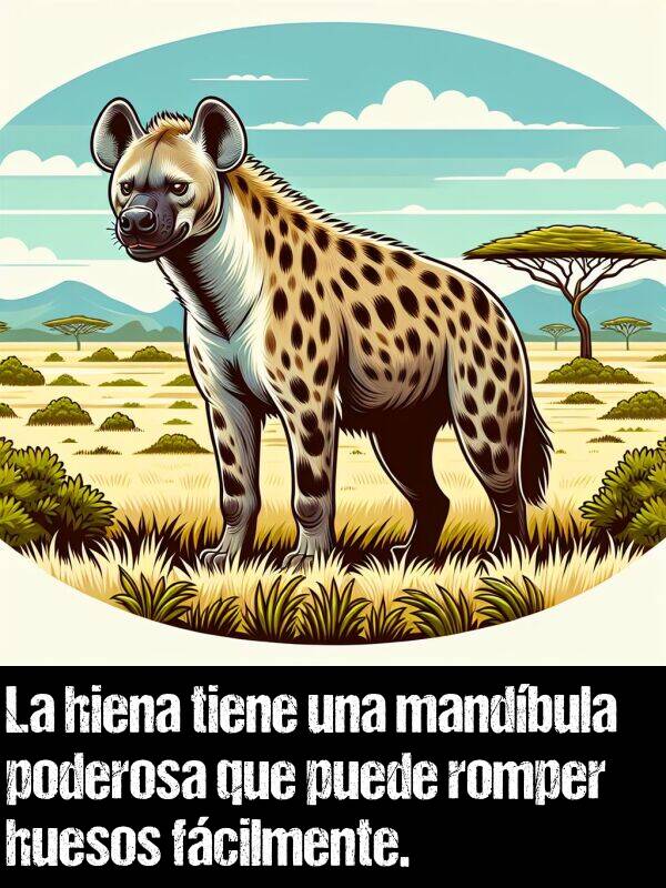 fcilmente: La hiena tiene una mandbula poderosa que puede romper huesos fcilmente.