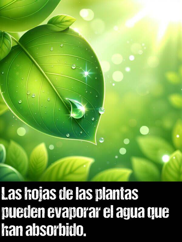 absorbido: Las hojas de las plantas pueden evaporar el agua que han absorbido.