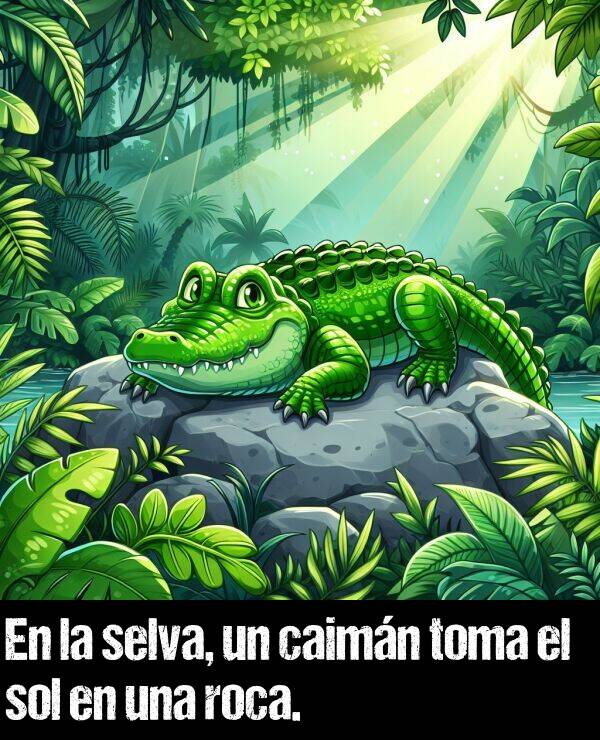toma: En la selva, un caimn toma el sol en una roca.