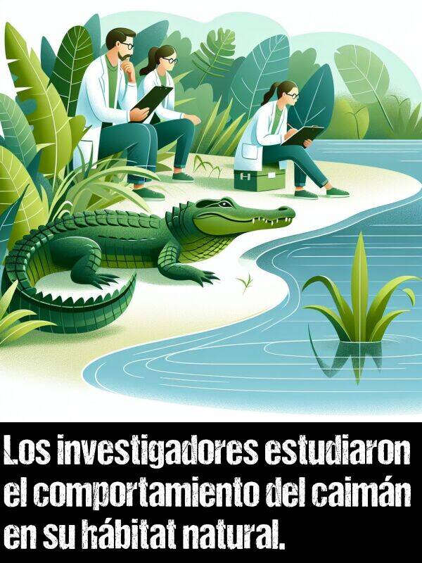 investigadores: Los investigadores estudiaron el comportamiento del caimn en su hbitat natural.