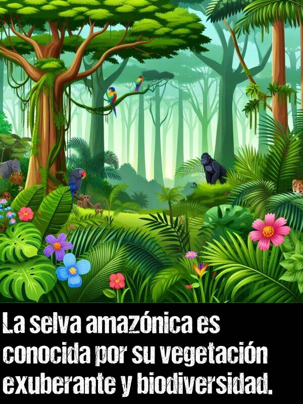 biodiversidad: La selva amaznica es conocida por su vegetacin exuberante y biodiversidad.